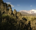 Sortie de brume et 1ère vue du kilimandjaro - Ascension du Kilimandjaro - Tanzanie