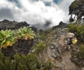 De Machame Camp à Shira Camp ( 3000 - 3840 m d'altitude) - Ascension du Kilimandjaro - Tanzanie