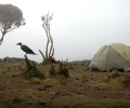Shira Camp 3840 m d'altitude - Ascension du Kilimandjaro - Tanzanie