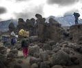 De Shira Camp (3840 m) à Barranco Camp (3950 m) - Ascension du Kilimandjaro - Tanzanie