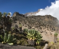 De Shira Camp (3840 m) à Barranco Camp (3950 m) - Ascension du Kilimandjaro - Tanzanie