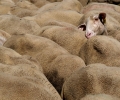 Moutons - Lozère