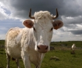 Vache - Lozère