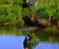 Peche SCAN 14.jpg