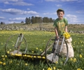 Cueillette des jonquilles - Malbouzon - Aubrac - Lozère