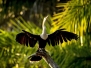 Brésil - Le Pantanal