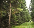 _ZZF8523.jpg
