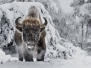 Faune sauvage et domestique