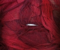 _SAM2428