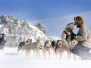 Chiens de traineau